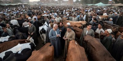 الاحترار والسوق العالمي:كيف يؤدي نقص مياه الشرق الأوسط إلى زيادة الطلب على استيراد الماشية؟ الاحترار والسوق العالمي:كيف يؤدي نقص مياه الشرق الأوسط إلى زيادة الطلب على استيراد الماشية؟