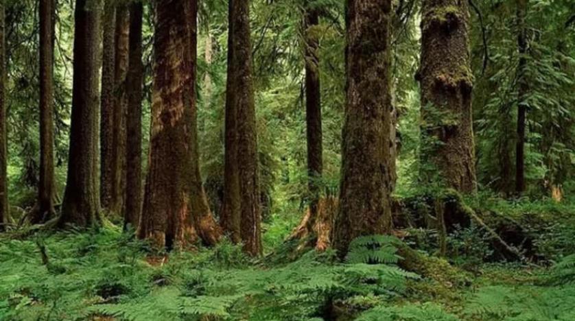 الاحترار المناخي يفقد الغابات المدارية قدرتها على تخزين الكربون