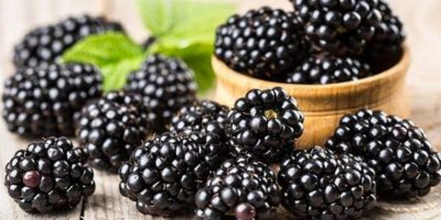 التوت الأسود (الشامي)علاج واعد لالتهاب الجلد التوت الأسود (الشامي)علاج واعد لالتهاب الجلد