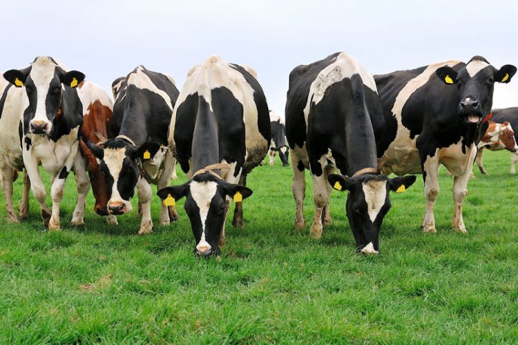 الغاز الحيوي.. هل ينقذ إنتاج الوقود من روث الأبقار صناعة الغاز في العالم؟