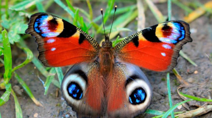 تراجع أعداد الفراشات وصمودها مرتبط بحجم أجنحتها وألوانها والباهته هي الاقوى والملونة :الاضعف