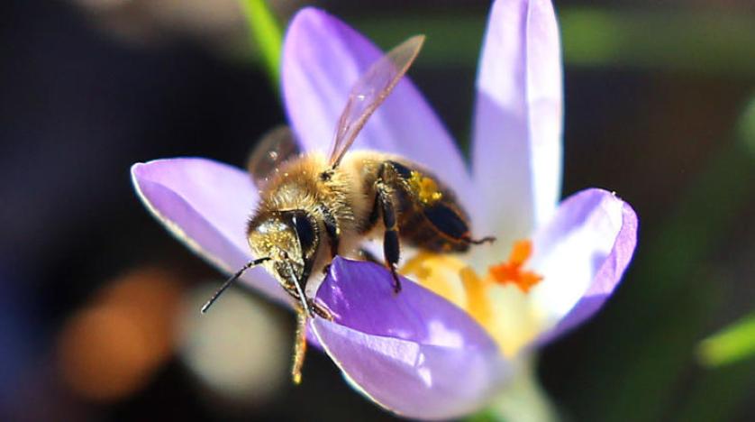 النحل يُفضل رحيق الأزهار الأكثر ملوحة