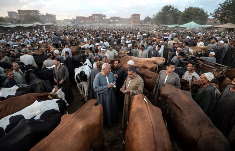 الاحترار والسوق العالمي:كيف يؤدي نقص مياه الشرق الأوسط إلى زيادة الطلب على استيراد الماشية؟