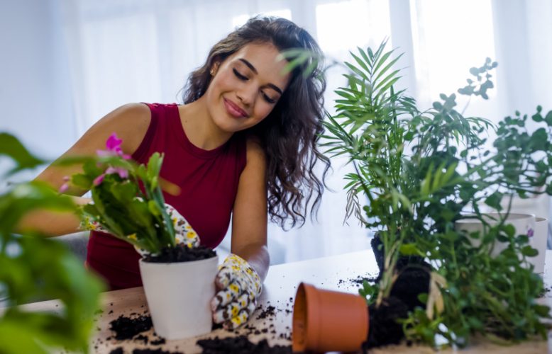 زراعة النباتات المنزلية كخيار رائع ..خطوة بخطوة