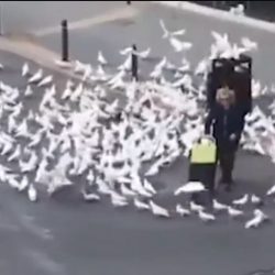طيور في إسبانيا تلاحق مُسنة باحثة عن طعام.. إغلاق الحياة جعلها تفقد مصدر قوتها
