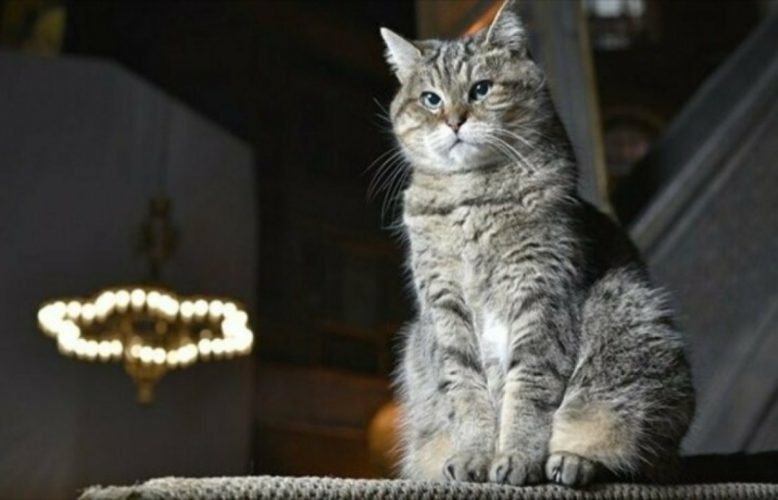 قطة آيا صوفيا الشهيرة "جلي" لن تغادر آيا صوفيا بعد تحويله لمسجد..