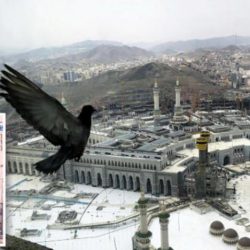حمائم الجامع الاموي تحج كل عام إلى مكة المكرمة... ملتقى الثقافات عبر العصور :شهادات وكتاب عن تجليات الحج يتناول مكانتها في أدب الرحلة الهندي