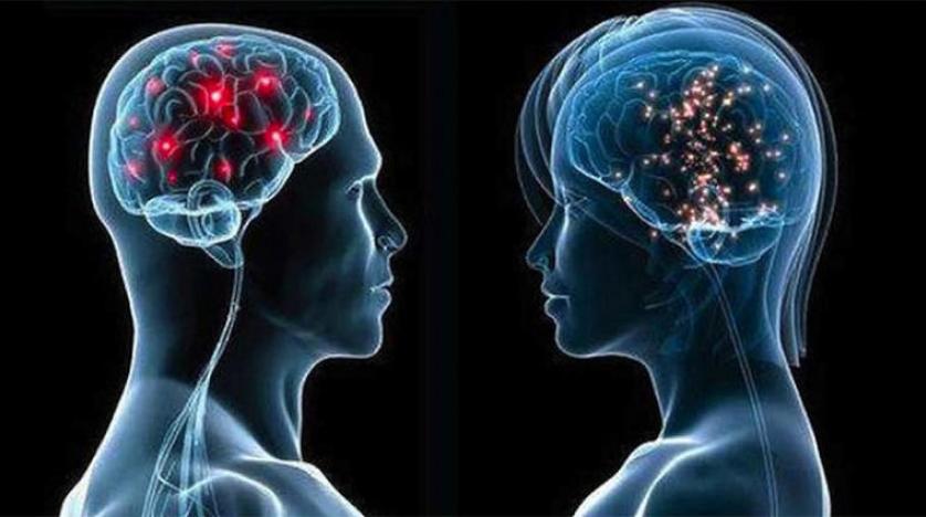 لا اختلاف بين أدمغة الذكور والإناث و «الخلايا التائية» للجهاز المناعي تتصدى لـ«كورونا» وسلالاته