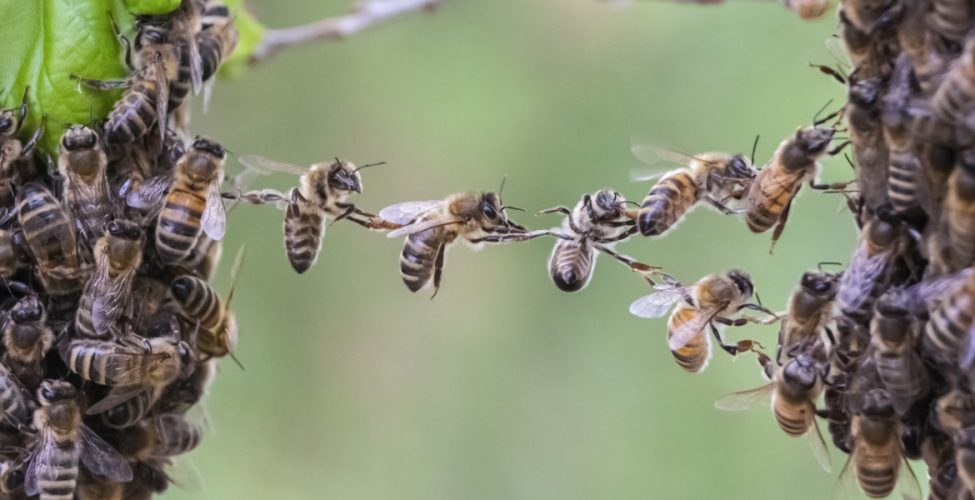 ماذا يحدث إذا انقرض النحل؟فقر ومجاعات وتردٍّ في الأوضاع الاقتصادية..