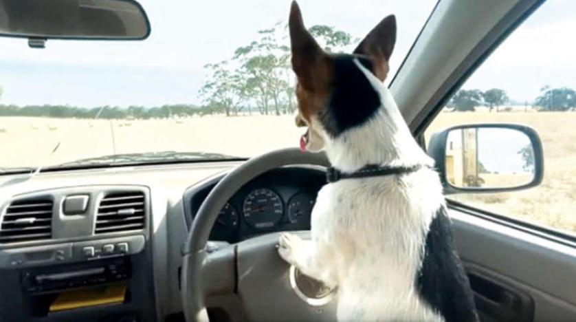 استخدام الكلاب المسنّة نموذجاً لمرض «ألزهايمر» لدى البشر وكلبة أسترالية تقود سيارة صاحبها