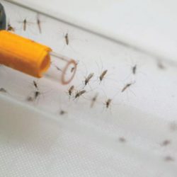 البعوض المنهَك يفضل النوم بدلاً من اللدغ والرائحة التي تجذبه للإنسان