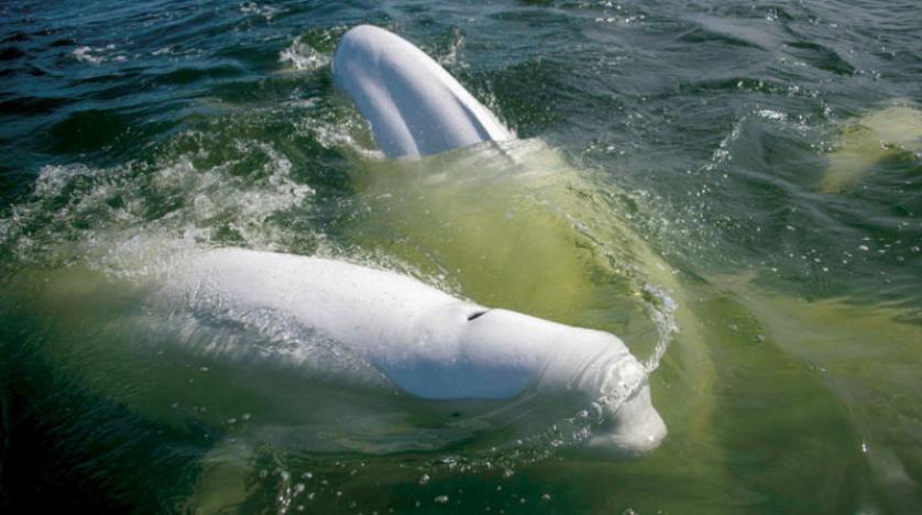 خليج هدسون في كندا ملاذ صيفي لحيتان البيلوغا وتلوين طرقات لوس أنجليس لمكافحة موجات الحر