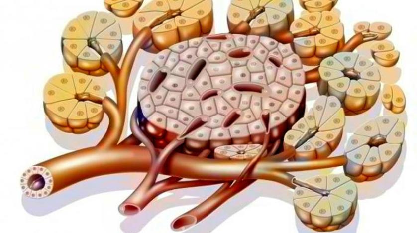زرع خلايا من البنكرياس قد «يغير حياة» مرضى السكري وهجرة حلزونات عملاقة