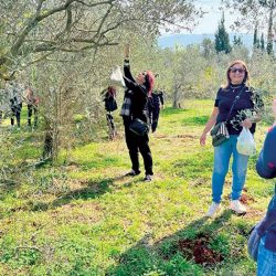 قطاف الزيتون... أحدث أنواع السياحة في لبنان