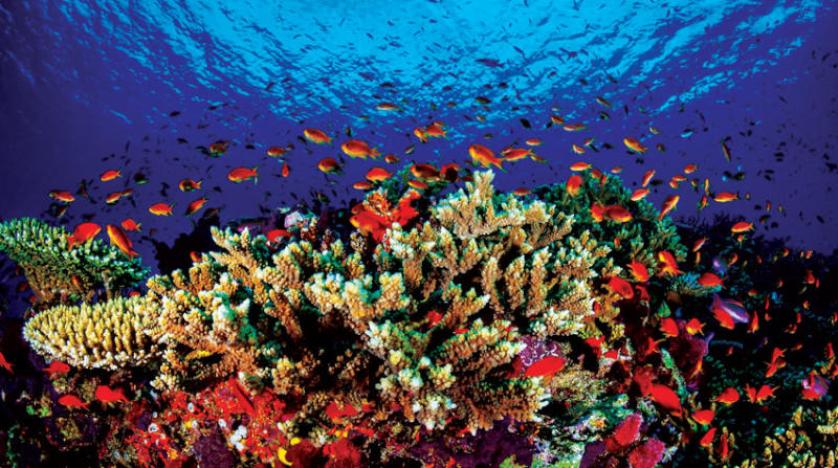 5 قرارات رئيسية في القمة العالمية للحياة البرية وعلماء يجمدون شعاب الحاجز المرجاني العظيم وأسماك ترصد أكبر نظام بيئي للأعشاب عالميا