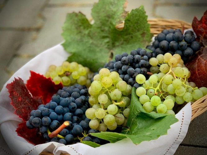 دراسة: تناول العنب يغير ميكروبيوم الأمعاء ويحسن الصحة